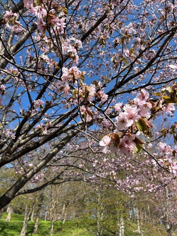 桜見学